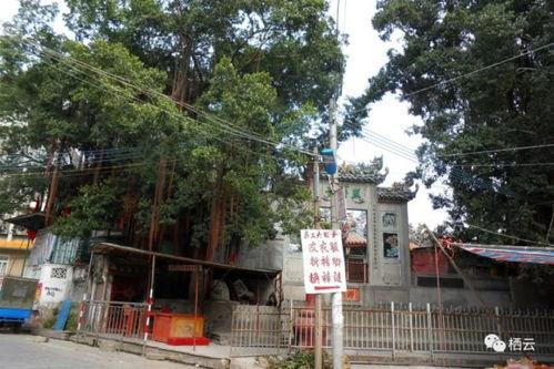 饶平黄冈爆料事件最新,真相与争议交织的校园风云 第2张 饶平黄冈爆料事件最新,真相与争议交织的校园风云 第2张